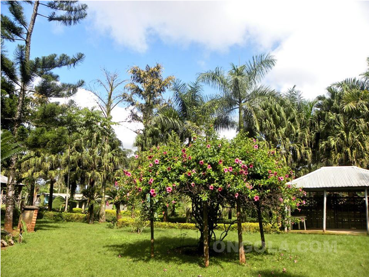 Jardin Savanna Bamenda