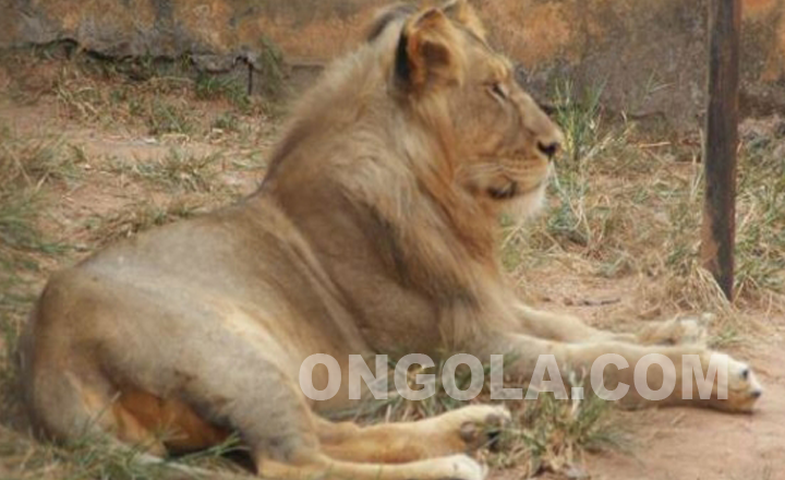 Le parc Zoo-Botanique de Mvog Betsi