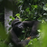 Campo-Ma'an : Explorez le trésor caché du Cameroun