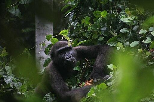 Campo-Ma'an : Explorez le trésor caché du Cameroun