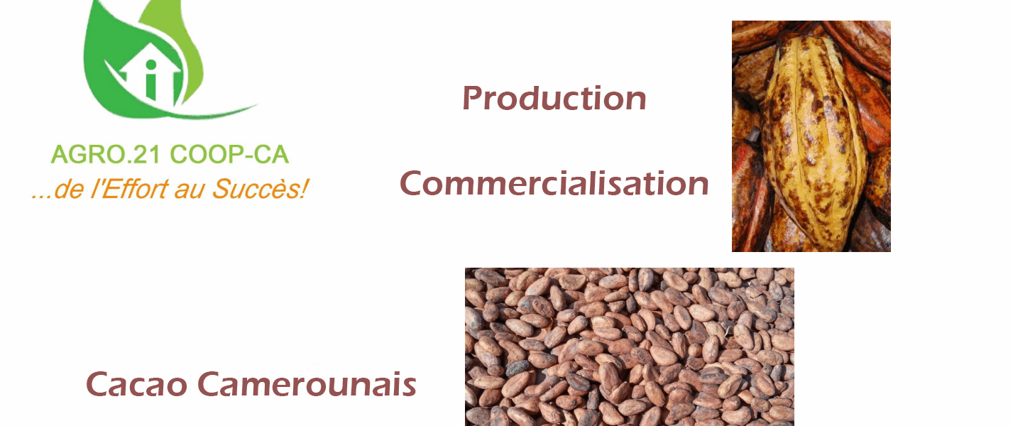 Agro.21 Coop - Production et Commercialisation des Fèves de Cacao