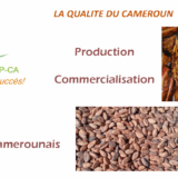 Agro.21 Coop - Production et Commercialisation des Fèves de Cacao