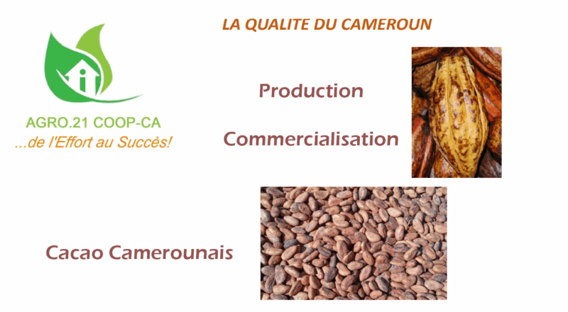 Agro.21 Coop - Production et Commercialisation des Fèves de Cacao